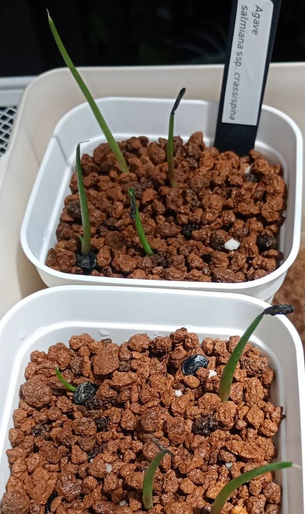 Agave salmiana ssp. crassispina (アガベ サルミアナ クラシスピナ)